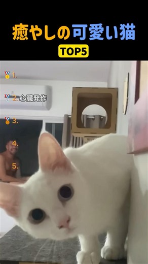 癒やしの可愛い猫TOP5 #shorts #猫 #cat