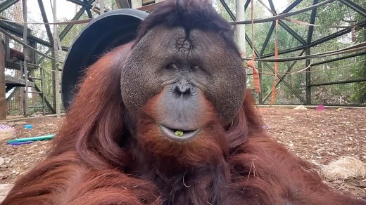 Male orangutans develop distinctive cheek pads, called flanges, as they mature, which help them stand out and attract mates. These cheek pads vary from one individual to another, giving each male a unique look! They also have incredibly strong facial muscles to support their powerful jaws, which are essential for chewing tough foods like bark, fruits, and leaves. At the Center, our flanged male orangutans, like Louie, are truly impressive with their striking appearances and strength! #orangutanc