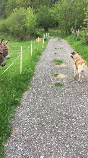 Golfo isn't too sure if these dodgy long-eared donkeys are to be trusted. | Rumble Dogs