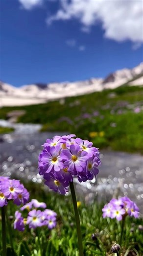 Beauty of Nature - Nature Is Amazing - [HD] Background Relaxation Video
