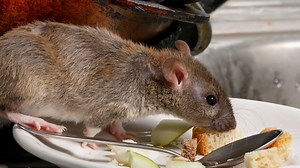 Mouse trap: Salesman blackmailed restaurant with rodent video