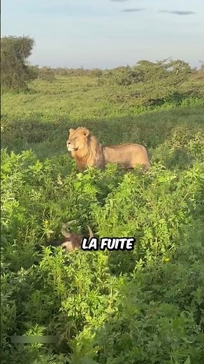 Une cache-cache qui tourne en steak #animaux