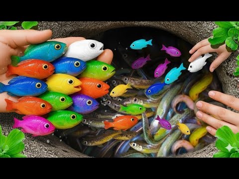 Awesome Catch Beautiful Aquarium fish in Giant Eggs, Betta Fish, eels , koi Fish, Turtle