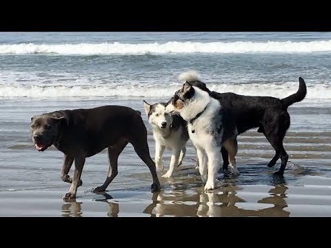 Dogs Go to the Beach for the First Time