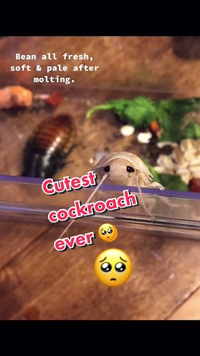 Molting Madagascar Hissing Cockroaches Explained