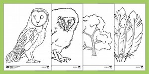 Owl Colouring Sheets