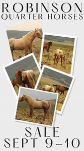 🌟 Lot 3 of the Robinson Quarter Horses Sale is bound to turn heads 🌟 PC Judge Houdini x TDM Pepto Ms Hancock Palomino colt going gray. He's been on the mountain all summer getting his feet under him. He'll be brought down and halter broke before he's weaned. Sire is a money earner in the barrel pen. Register To Bid ➡️ https://bid.goldbucklehorsesale.com/lots/view/4-EFX0TH/pc-judge-houdini-x-tdm-pepto-ms-hancock #palominohorse #ranchlife #ranchhorse #cowhorse | Gold Buckle Horse Sale