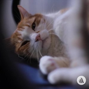 Osteoarthritis is common in cats, but it may not be noticed because cats often hide signs of pain. Learn more about common signs of osteoarthritis: https://mrkmnls.co/46qh5dg #AnimalPainAwarenessMonth | The Merck Manual for Pet Health