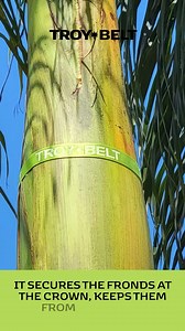 Royal Palm Tree Crown Strap – Troy Belt Heavy-Duty Palm Frond Tie for Safe and Clean Tree Presentation | Troy Belt