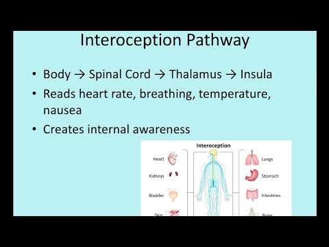 My Favorite Brain Part: The Insula