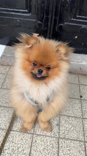 Adorable Pomeranian Puppies on TikTok