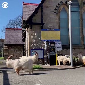 WATCH: Goats take over the deserted streets of a seaside town in Wales. https://cbsn.ws/3aypmxZ | CBS News