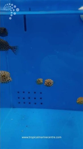 Warning: These Tiny Boxfish are Too Cute