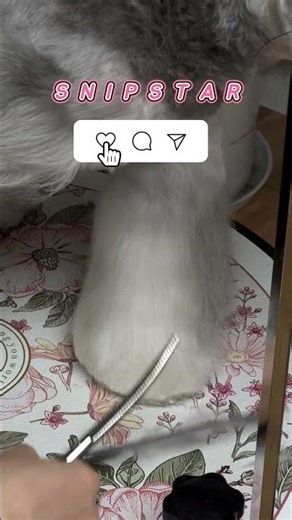 Super Satisfying Dog Grooming ✂️ Smooth Cuts on Fluffy Fur