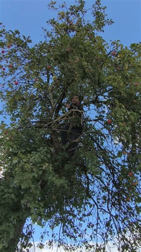 Libreng apple ang dami 😲 | Frederic Vlog