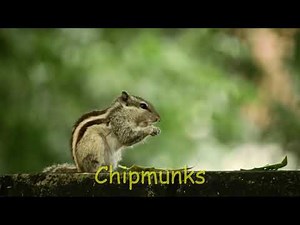 Chipmunk Sound Effects - Crazy Chipmunks Making Chirping Sounds!