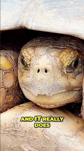 An Interesting Hybrid Tortoise Mix Between a Redfoot and Sulcata! #shorts