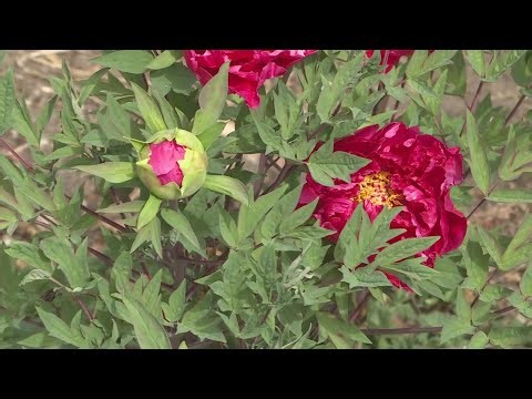 How to pot seedlings and protect plants from a spring freeze