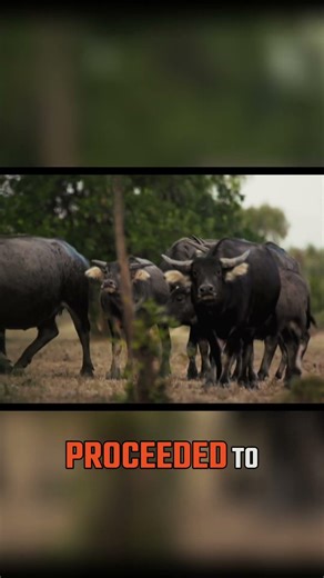 Buffalo Herd Charges Us! Incredible Wildlife Encounter! #hunting #buffalo #australia