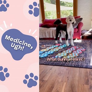 "Medicine, Ugh!" | Bunny HATES Taking Her Medicine! | Whataboutbunny