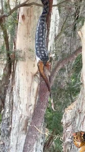 swallowed a possum🐍