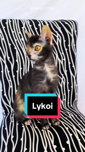 Discover Lykoi Cat 🐱 the cute werewolf cat pet breed 😍 #lykoi #lykoicat
