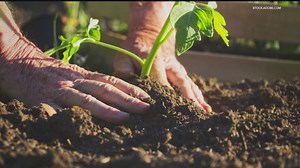 Gardening in a cool, wet spring