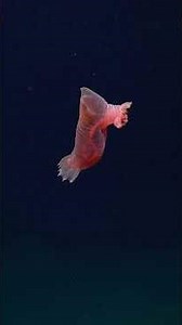 You’re not related, but… #doldrums #deepsea #echinoderm