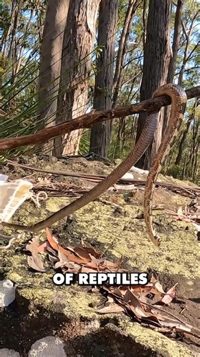 Peter Birch on Instagram: "Australia has some truly amazing venomous snakes that have adapted to nearly every environment. The Stephen’s Banded snakes have adapted to life in the trees , under bark and rock ledges often seen crossing roads on the ground foraging for food. #australia #venomous #snake #deadly #animalover #conservation #education #reels #bemore #inspire #jointheadventure #crittacam"