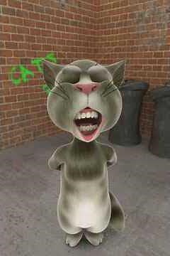 con mèo biết nói