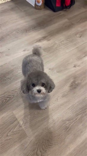 Choco: automatically turns #puppy #cutedog