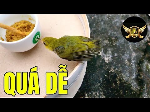 Cách Chăm Chim Non KHÔNG HÁ MỎ Và Cách Tập Chim Non TỰ BIẾT ĂN CÁM - Baby Bird Care Tips | KTB