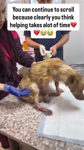 😭Speechless. Need help🆘Sunny. Now he has a name and a future…😭#usa #canada #reels #rezcue #uk #viral