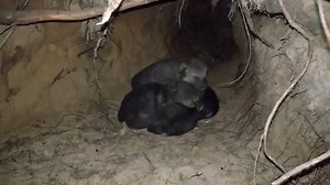 3.4K views · 76 reactions | Wild wolf pups and wolf mother preparing the dens | Ellen Roman | Facebook