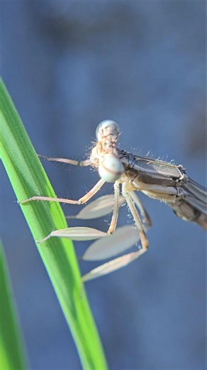 I found a damselfly with webbed feet #insects #damselfly #dragonfly