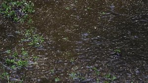 Rainwater Falling Into Puddle On Ground Stock Footage Video (100% Royalty-free) 3517254159 | Shutterstock
