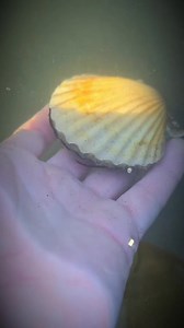 9K views · 51 reactions | “Scallops may look like simple shells, but they have dozens of tiny eyes and can swim to escape predators — nature’s jet-propelled shell!” #MarineLife #Scallop #OceanDiscovery #SeaCreatures #UnderwaterWorld #NatureFacts #Shellfish #fblifestyle | Spearfishing Unofficial | Facebook