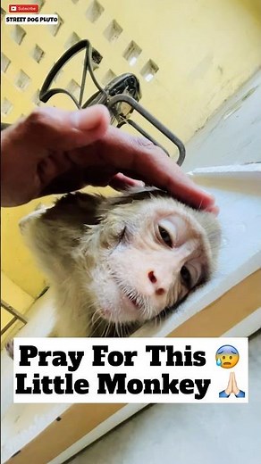 Pray For This Little Monkey 😰 | #301