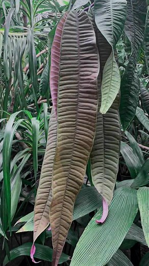 ต้นไม้หายาก: Syzygium Jiewhoei จากปาปัว