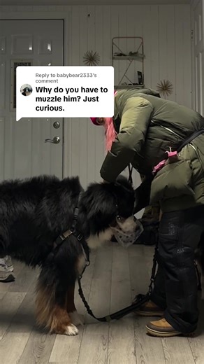 Replying to @babybear2333 and many other things! He had over a foot of his intestines removed for eating a pooper scooper and then they were hand sewn back into place. I don’t think he would survive that again nor could we afford it. So ultimately a muzzle keeps him alive. No he’s not aggressive and yes he’s my “big sweet fluffy bear” as I like to tell him 🥰 Drop a comment if you want the link for this muzzle. #dogmuzzle #bernesemountaindog #bigdogs #dogtok #bernesedaily