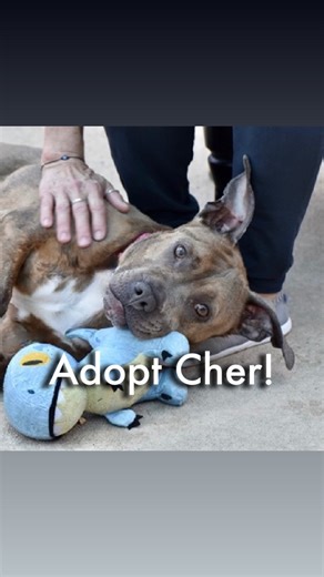 4.5K views · 119 reactions | Status: Available for adoption!...