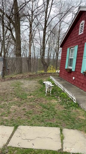 Emma Stone the Dalmatian and Milo #play #time #walk #all #over #you