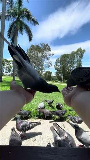 intense pigeon cooing