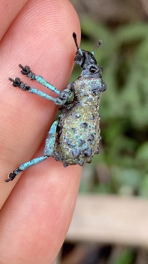 Checkout this broad nosed blue weevil (Holonychus saxosus) we found in Andasibe, Madagascar! What an incredible little beetle! • #reptiliatus #beetle #madagascar #insect #animal #wildlife #coleoptera #insectsofinstagram #animalsofinstagram #viral #reels #instagram #nature #blue #beautiful #gem #jewel #jewelry #learn #science #weevil #Holonychussaxosus | Reptiliatus