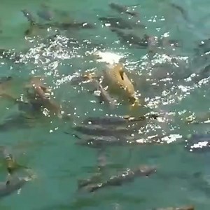 Dourado se alimentando 👏👏 | Pescador Douglas Paulino