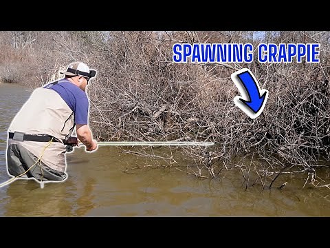 MY FAVORITE CRAPPIE FISHING TECHNIQUE TO CATCH SPAWNING CRAPPIE IN 2025‼️