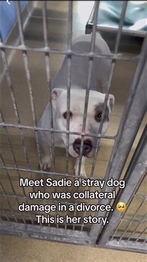 Meet Sadie a dog who was collateral damage in a divorce. This is her story. Our officers responded to a call that 2 dogs were roaming the neighborhood & our officers would take them in safely. After arriving to the shelter, we scanned for microchips which had the owners info on it. Upon contact we would find that the owner was going through a divorce. He claimed that she would get rid of them in which she did meaning she had let them loose leading to our officers taking them in after being calle