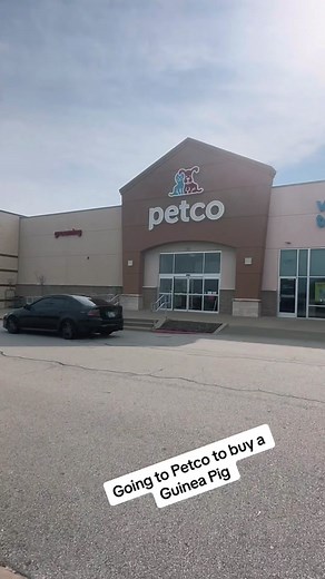 Going to buy a Guinea Pig! #PrinessSullins #JentryLynn #guineasoftiktok