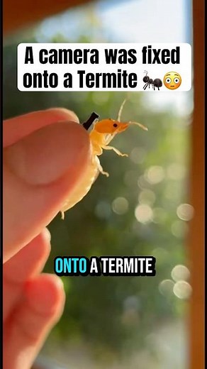 A footage of Termite colony underground 🐜😱| Educational Animation #shorts