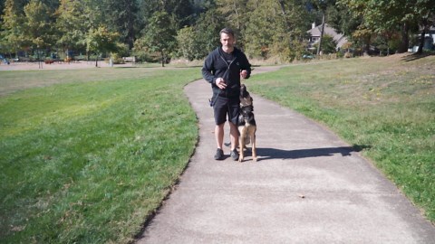 What actually stops dogs from running into traffic